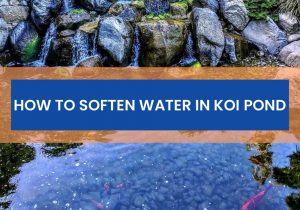  How to Soften Water In Koi Pond