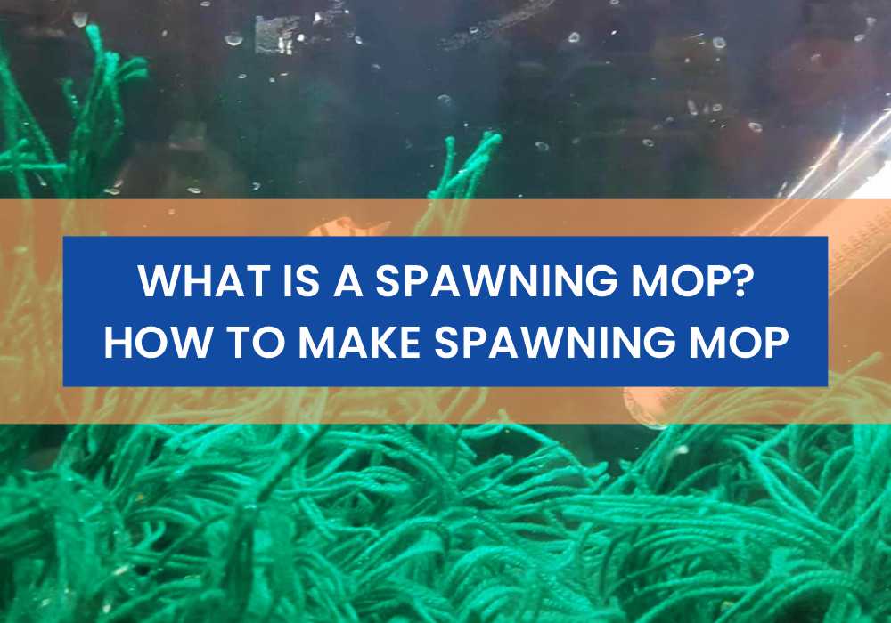 What Is A Spawning Mop and How To Make A Spawning Mop