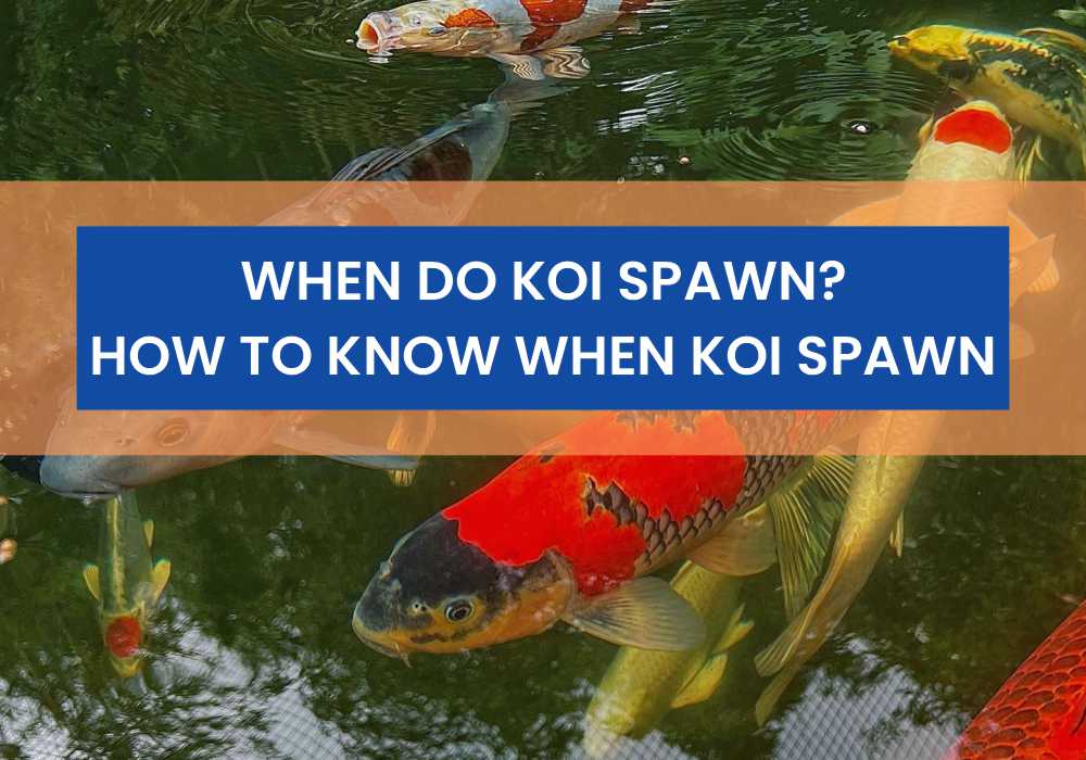 When Do Koi Spawn