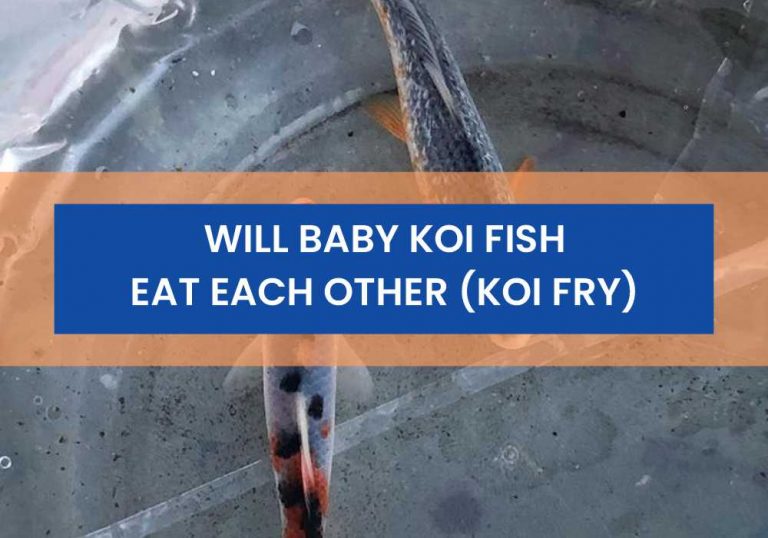 Will Baby Koi Fish Eat Each Other (Koi Fry)? Small Fish Tank