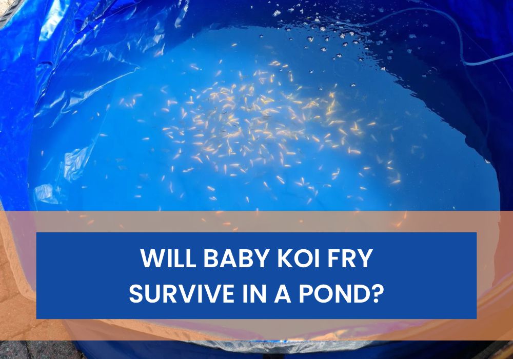 Will Baby Koi Fry Survive In A Pond