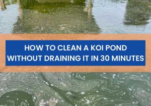 How To Clean A Koi Pond Without Draining It In 30 Minutes