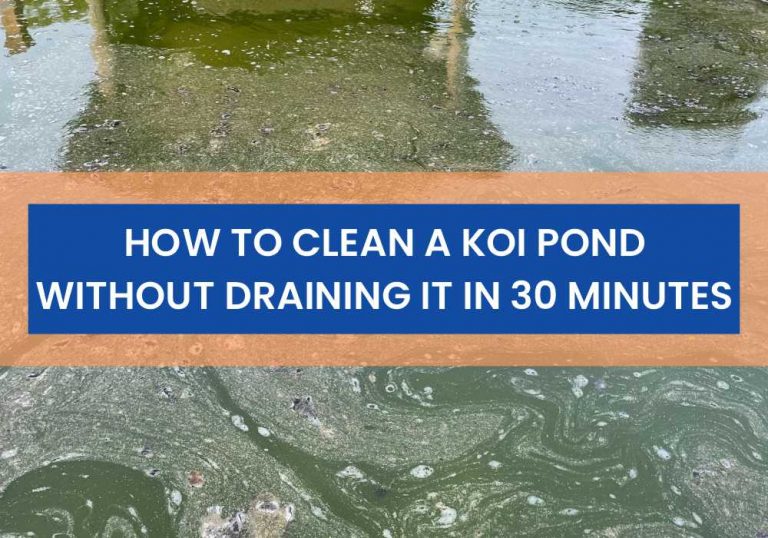 How To Clean A Koi Pond Without Draining It In 30 Minutes Small Fish Tank