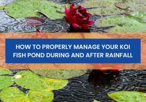 How To Properly Manage Your Koi Fish Pond During And After Rainfall