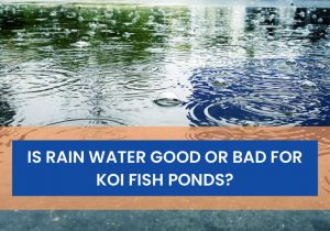 Is Rain Water Good Or Bad For Koi Fish Ponds