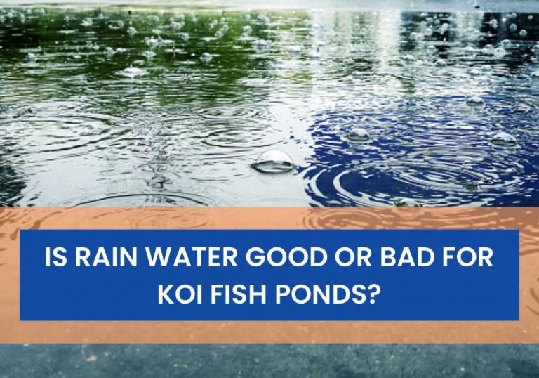 Is Rain Water Good Or Bad For Koi Fish Ponds? (Is Rain Good For A Pond