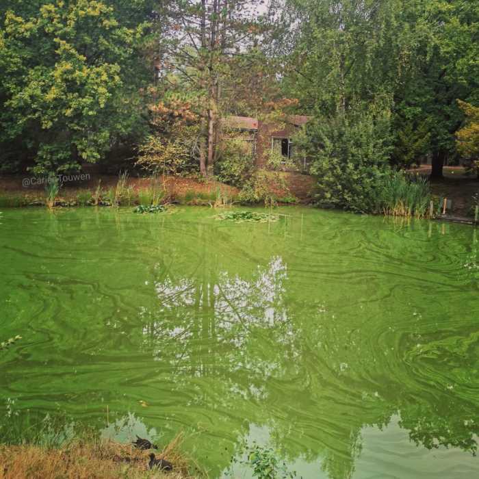 How To Properly Manage Your Koi Fish Pond During And After Rainfall Small Fish Tank