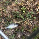Why Is There Dead Fish In Pond After Rain