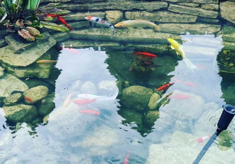 How To Clean A Koi Pond Without Draining It In 30 Minutes Small Fish Tank