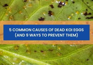 5 Common Causes of Dead Koi Eggs (And 9 Ways to Prevent Them)