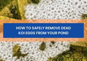 How to Safely Remove Dead Koi Eggs from Your Pond
