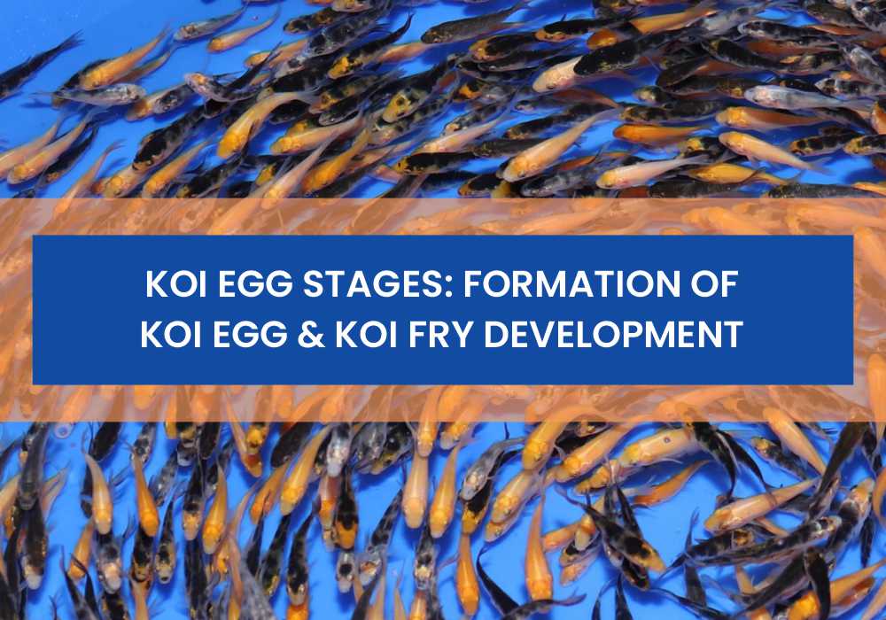Koi Egg Stages Formation of Koi Egg & Koi Fry Development