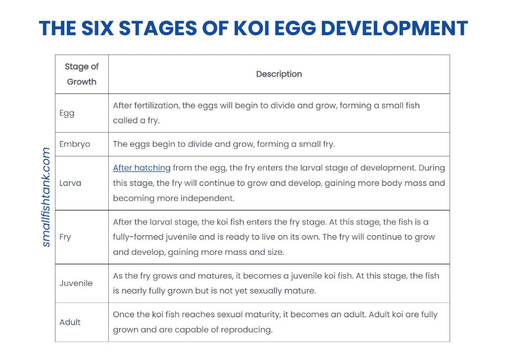 The Six Stages of Koi Egg Development