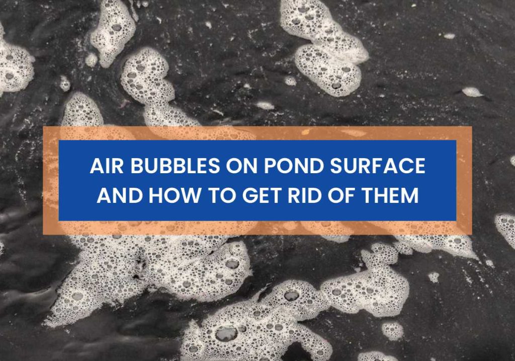 Air Bubbles On Pond Surface And How To Get Rid Of Them