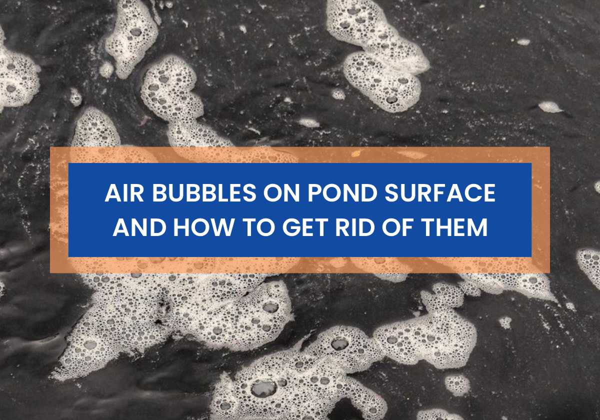 Air Bubbles On Pond Surface And How To Get Rid Of Them Small Fish Tank