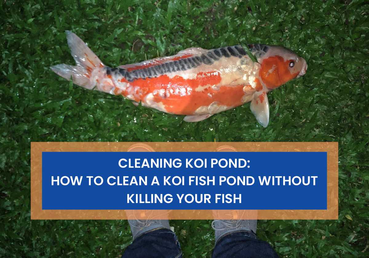 Cleaning Koi Pond: How To Clean A Koi Fish Pond Without Killing Your