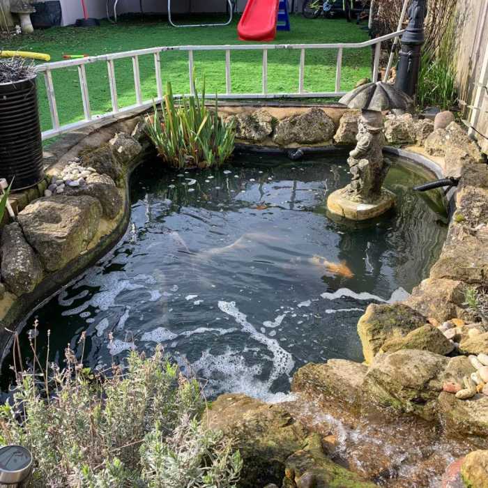 Cleaning Koi Pond How To Clean A Koi Fish Pond Without Killing Your