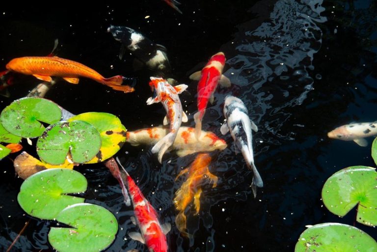 Cleaning Koi Pond How To Clean A Koi Fish Pond Without Killing Your Fish Small Fish Tank