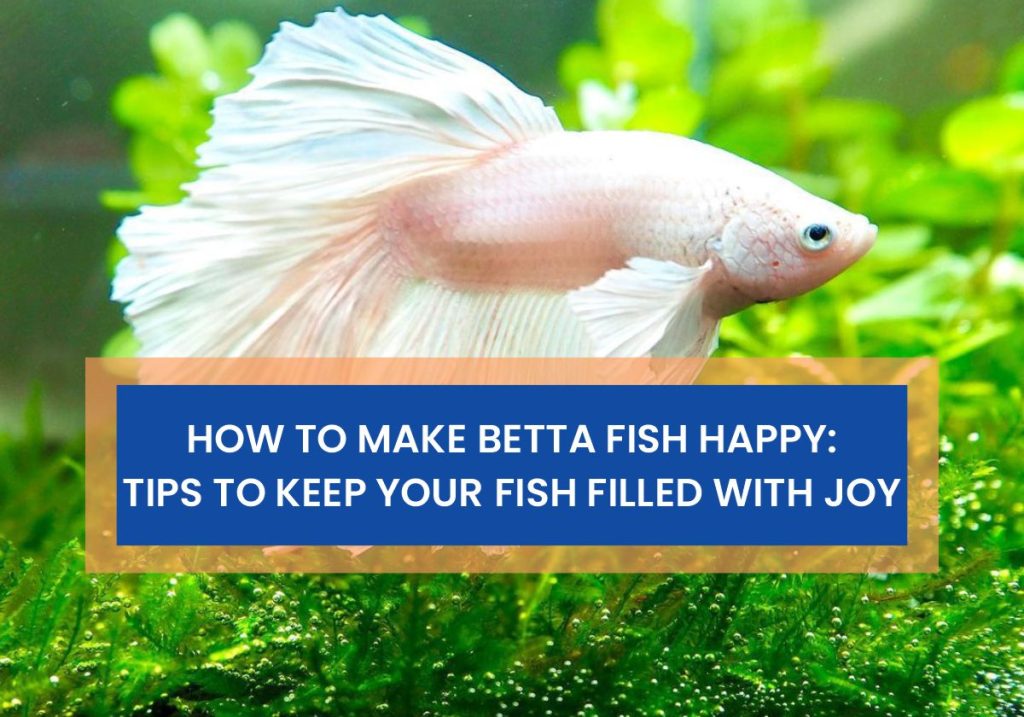 How to Make Betta Fish Happy: Top Tips to Keep Your Fish Filled With Joy