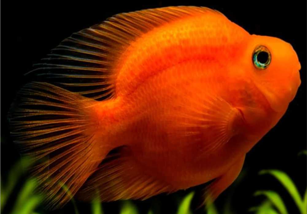 Blood Parrot Fish (Amphilophus citrinellus x Paraneetroplus synspilus)