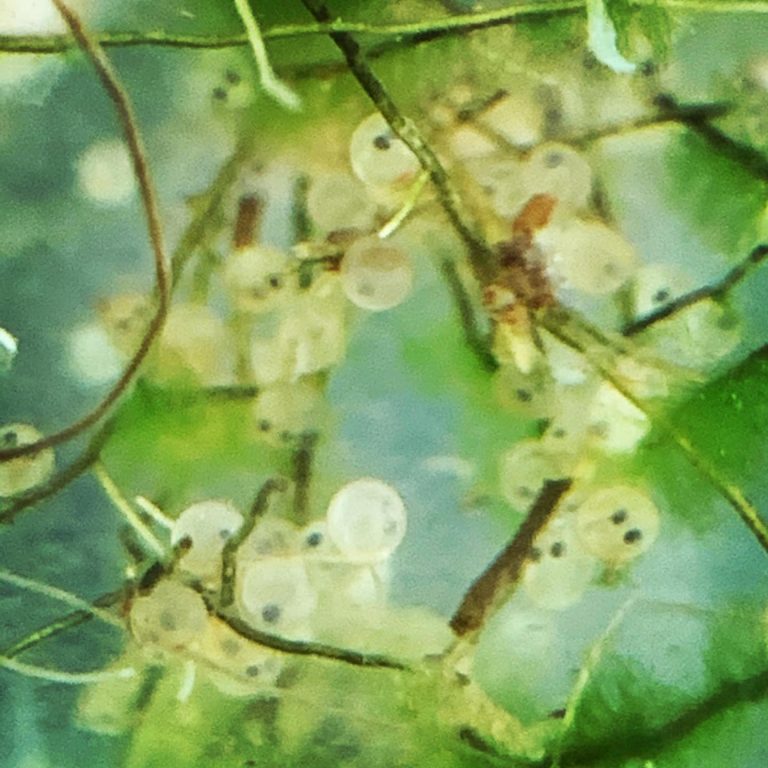 How To Tell If Koi Eggs Are Fertilized (Scientific Pictures) Small Fish Tank