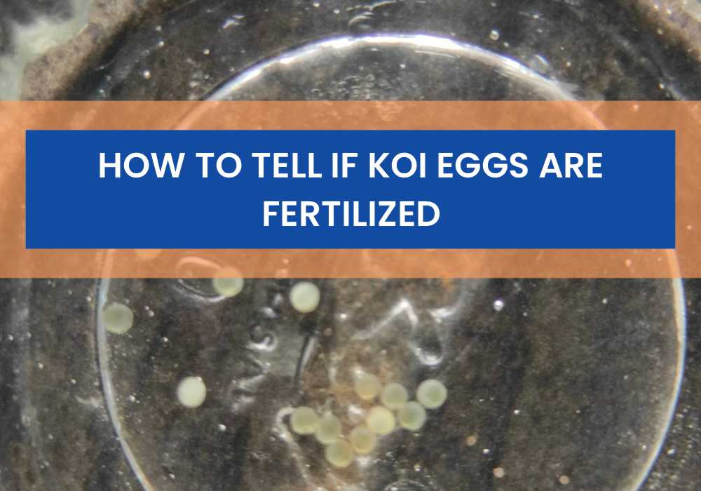 How To Tell If Koi Eggs Are Fertilized featured