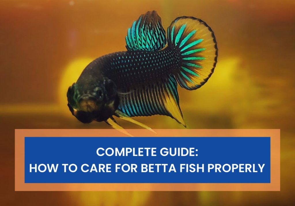 How to Care for Betta Fish Properly