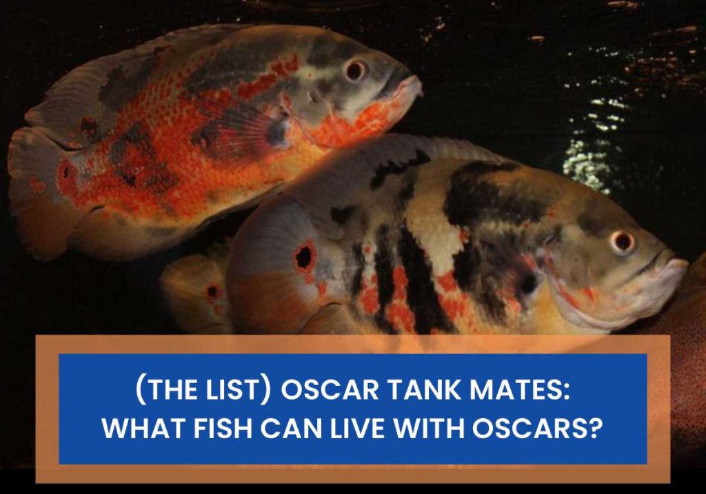 Oscar Tank Mates, What Fish Can Live With Oscars