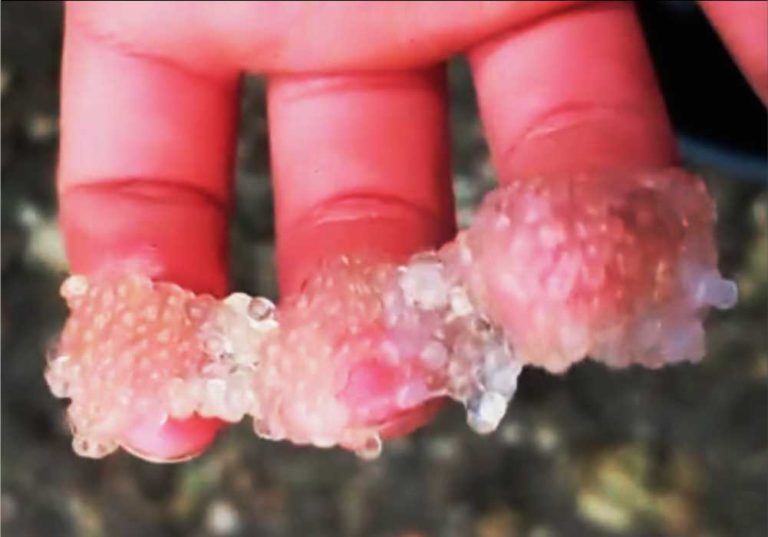 How To Tell If Koi Eggs Are Fertilized (Scientific Pictures) Small Fish Tank