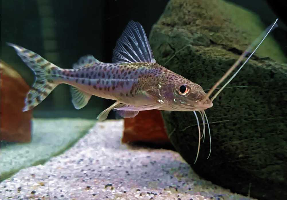 Pictus Catfish (Pimelodus pictus)