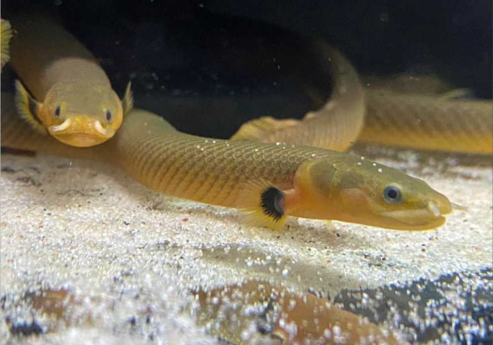 Reedfish (Erpetoichthys calabaricus)