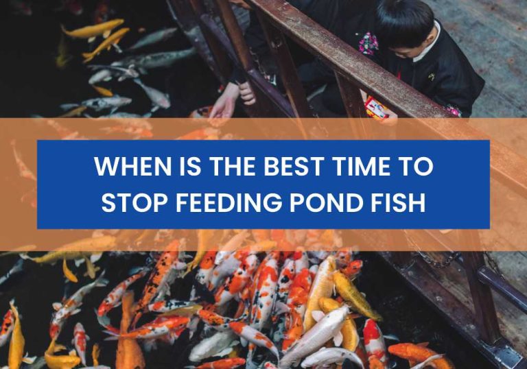when-is-the-best-time-to-stop-feeding-pond-fish-shocking-truth-small