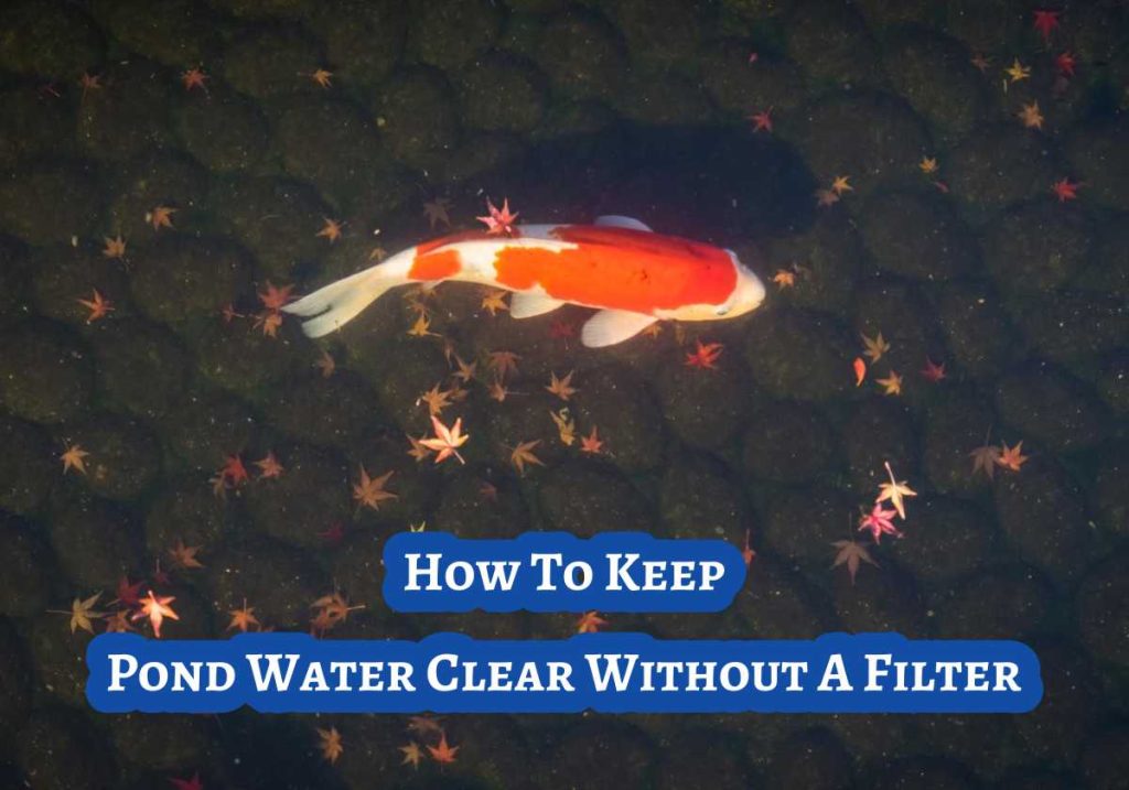 How To Keep Pond Water Clear Without A Filter
