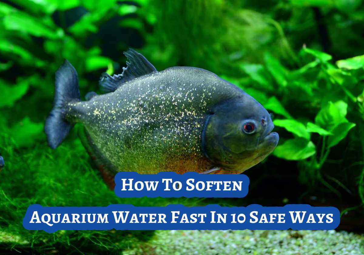 How To Soften Aquarium Water Fast In 10 Safe Ways - Small Fish Tank