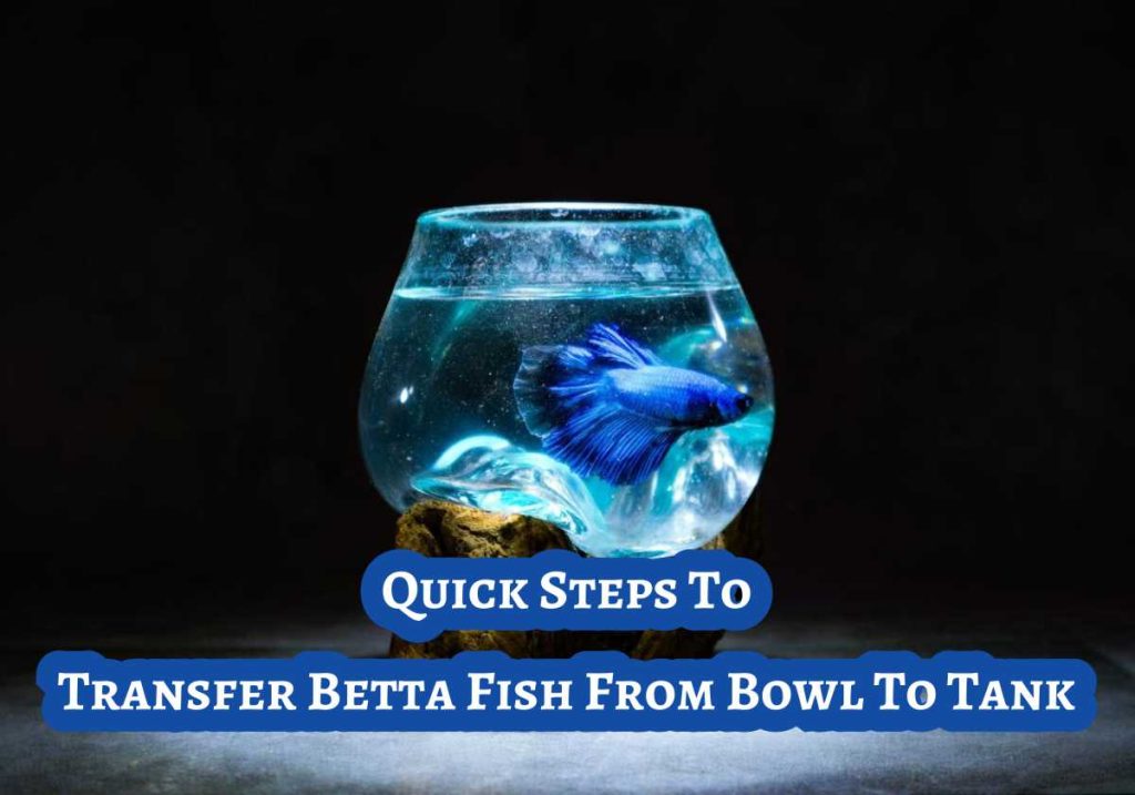 How To Transfer Betta Fish From Bowl To Tank