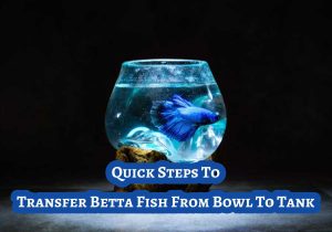 How To Transfer Betta Fish From Bowl To Tank