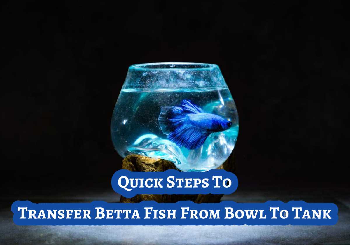 How To Transfer Betta Fish From Bowl To Tank Easy Steps Small Fish Tank