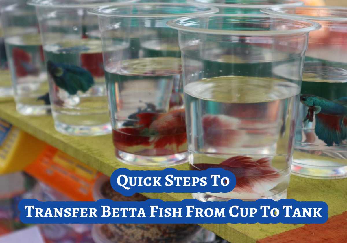 How To Transfer Betta Fish From Cup To Tank Quick Steps Small Fish Tank