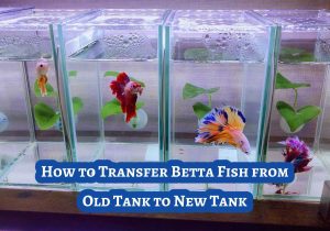How to Transfer Betta Fish from Old Tank to New Tank
