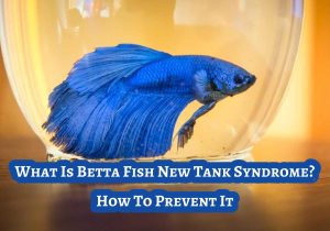 What Is Betta Fish New Tank Syndrome