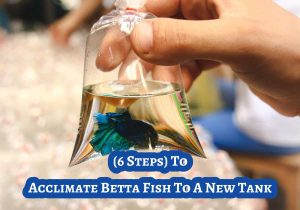 How To Acclimate Betta Fish To A New Tank