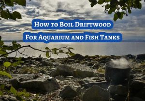 How to Boil Driftwood For Aquarium and Fish Tanks