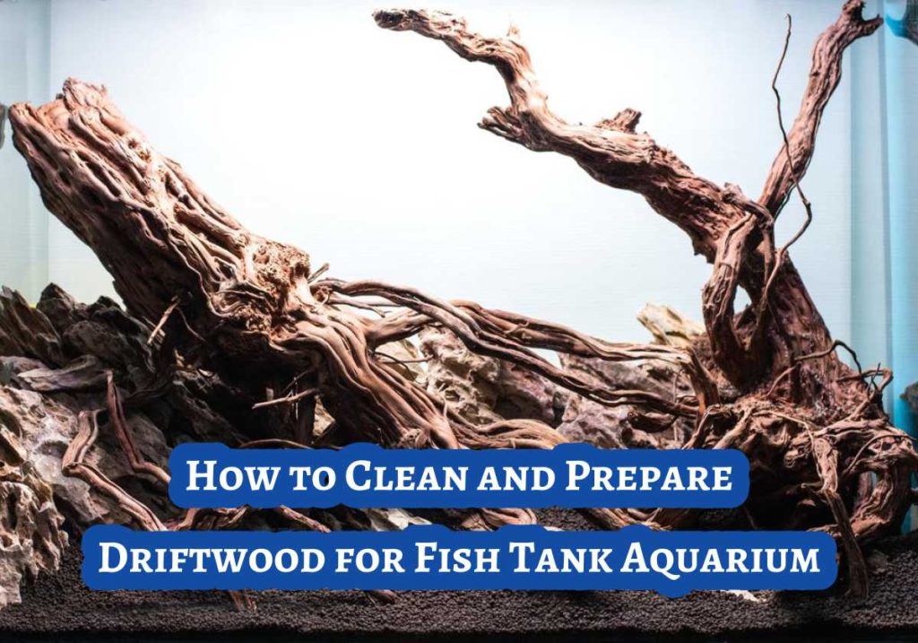 How to Clean and Prepare Driftwood for Fish Tank Aquarium