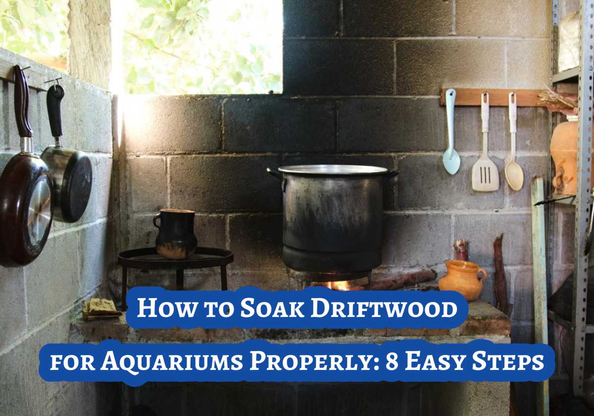 How to Soak Driftwood for Aquariums Properly 8 Easy Steps Small Fish Tank