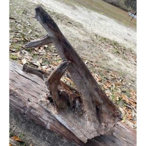 Oak Driftwood