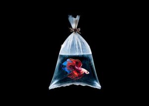 Transfer betta to Acclimation Bag or Pouch
