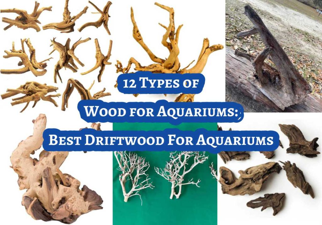 Types of Wood for Aquariums